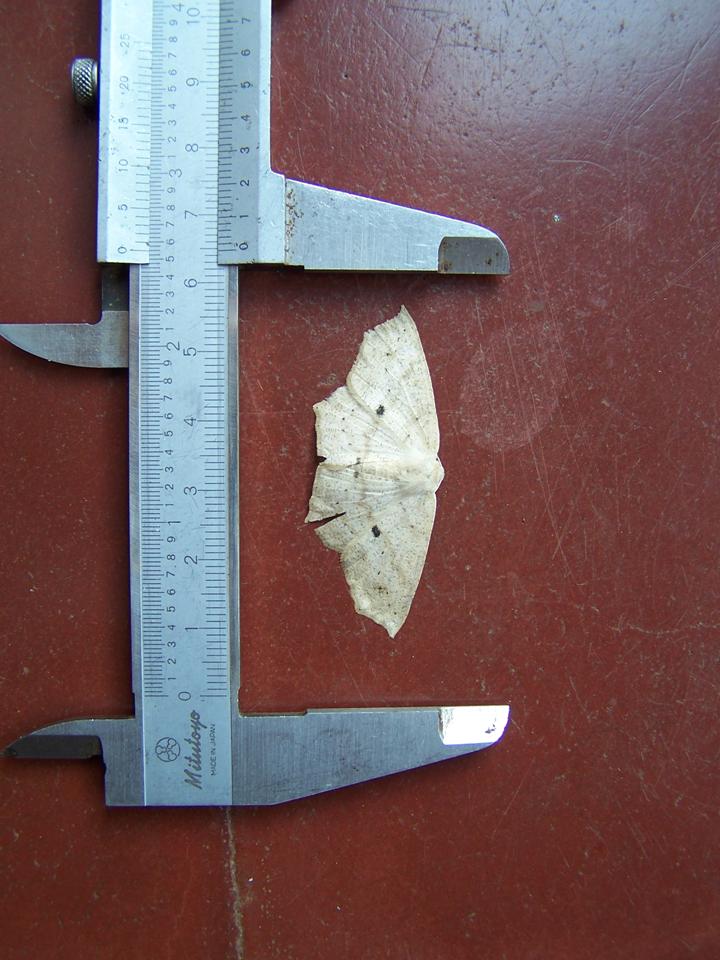 FIGURE 10 FIGURE 10
